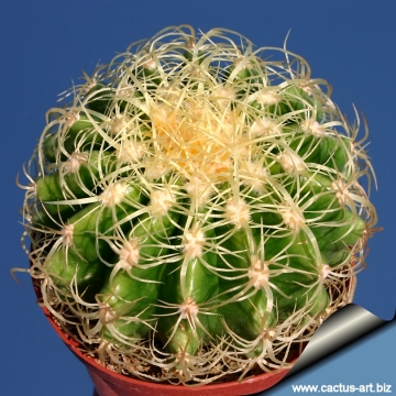 3804 cactus-art Cactus Art