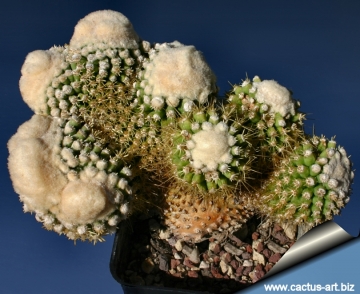 14456 cactus-art Cactus Art