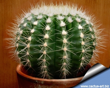 4892 cactus-art Cactus Art