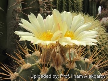 18680 Ilham Prof. Ilham Alakbarov