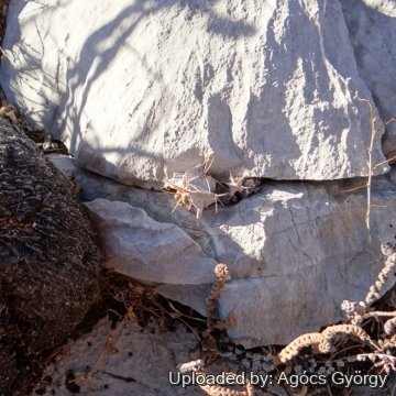 24227 agocs Agócs György