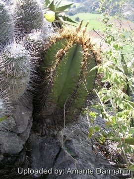 28917 amante Amante Darmanin