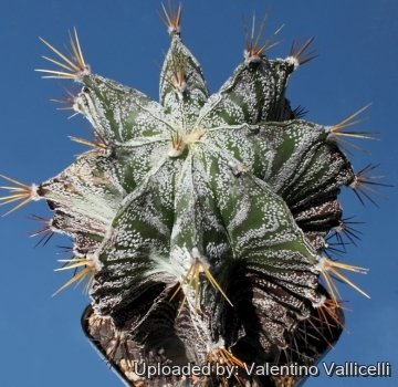 8258 valentino Valentino Vallicelli