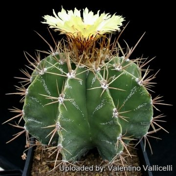 8259 valentino Valentino Vallicelli