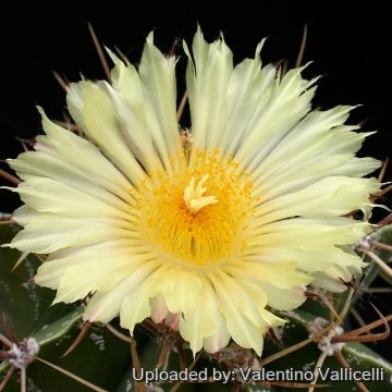 8260 valentino Valentino Vallicelli