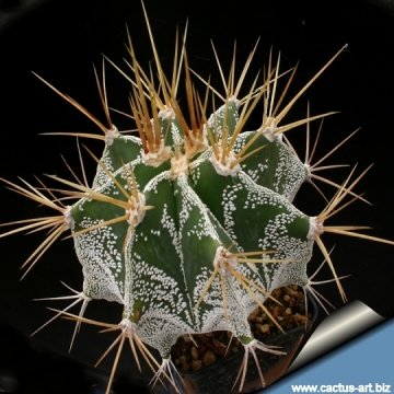 8263 cactus-art Cactus Art