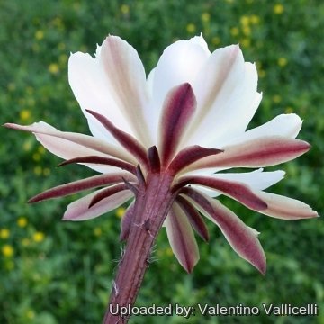 9977 valentino Valentino Vallicelli