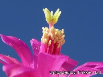 27464 frikkie Frikkie Hall