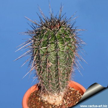 Carnegiea gigantea