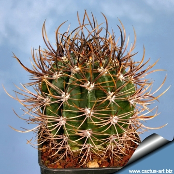 13646 cactus-art Cactus Art