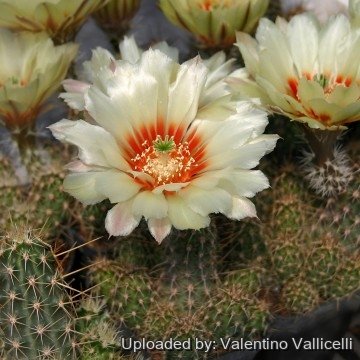 578 valentino Valentino Vallicelli