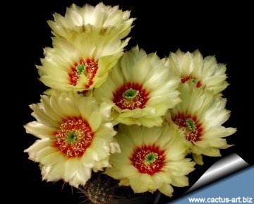 585 cactus-art Cactus Art