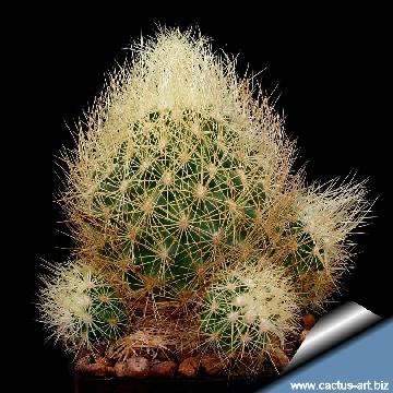 76 cactus-art Cactus Art