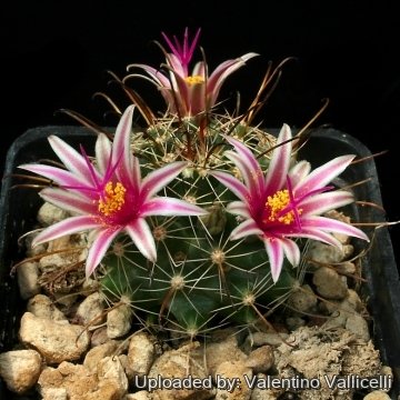 8985 valentino Valentino Vallicelli