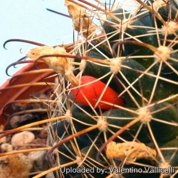 8986 valentino Valentino Vallicelli