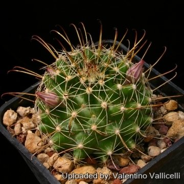 8987 valentino Valentino Vallicelli