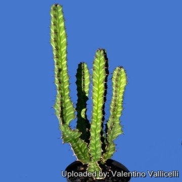 5077 valentino Valentino Vallicelli