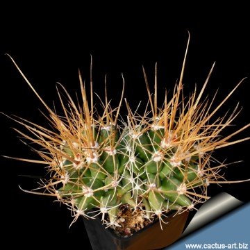 1694 cactus-art Cactus Art