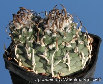 4992 valentino Valentino Vallicelli