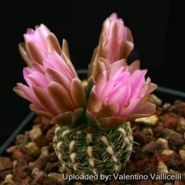 6410 valentino Valentino Vallicelli