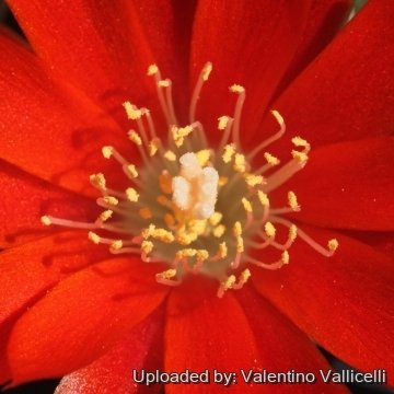 17896 valentino Valentino Vallicelli