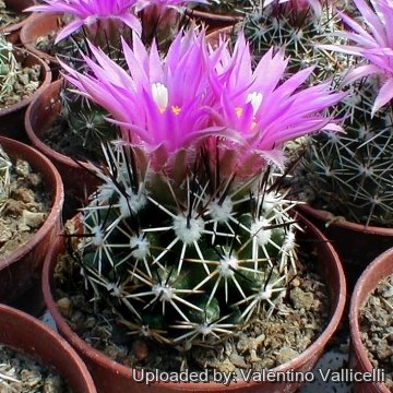 3970 valentino Valentino Vallicelli