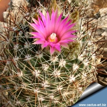 3976 cactus-art Cactus Art