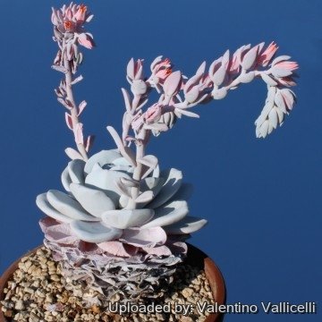 1601 valentino Valentino Vallicelli