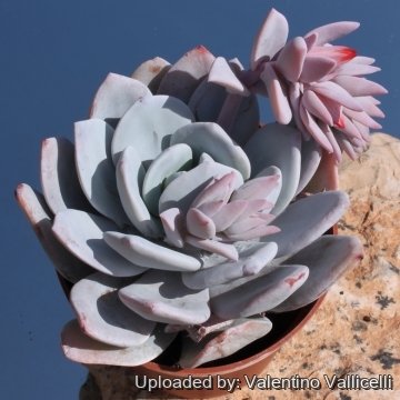 5890 valentino Valentino Vallicelli