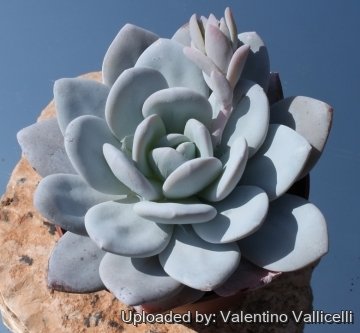 5891 valentino Valentino Vallicelli