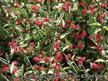 21214 star Forest Starr & Kim Starr