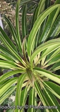 29853 plantemania © Plantemania