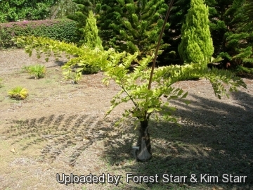 20318 star Forest Starr & Kim Starr