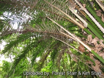 20485 star Forest Starr & Kim Starr