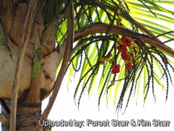 20496 star Forest Starr & Kim Starr
