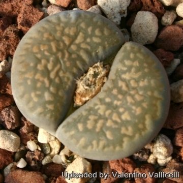 Lithops salicola C086 (maculate Form) 35 km SE of Hopetown, South Africa