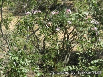 26841 frikkie Frikkie Hall