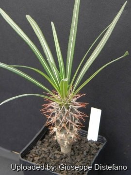 19429 giuseppe2 Giuseppe Distefano