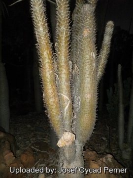 24980 josef Josef Cycad Perner