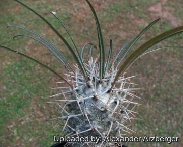 27881 alexander Alexander Arzberger