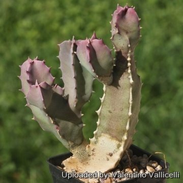 Caralluma flava