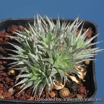 17887 valentino Valentino Vallicelli