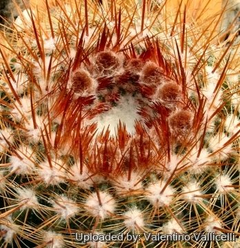 9367 valentino Valentino Vallicelli