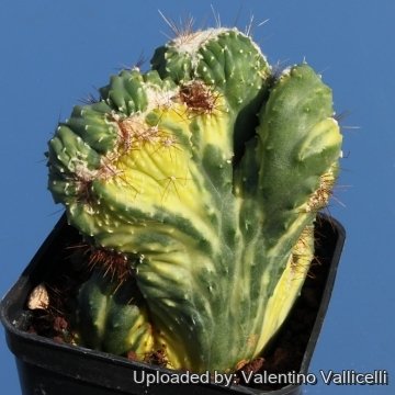 9931 valentino Valentino Vallicelli