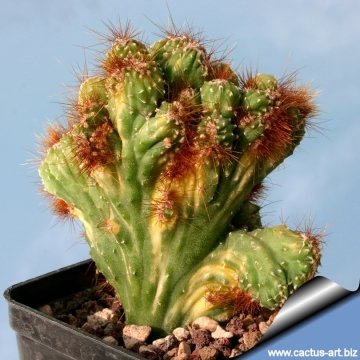 9934 cactus-art Cactus Art