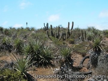 27028 RapCactus Raimondo Paladini