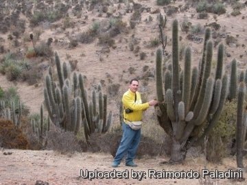 27030 RapCactus Raimondo Paladini