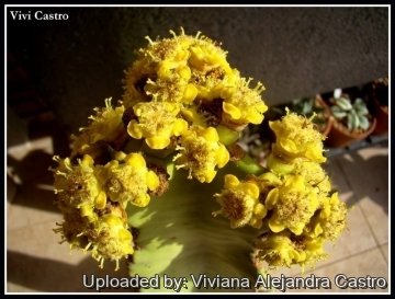 21630 viviana Viviana Alejandra Castro