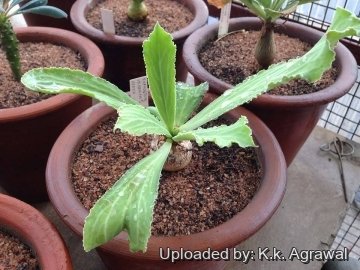 19677 agrawal K.k. Agrawal