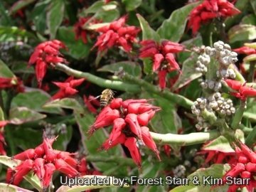 21212 star Forest Starr & Kim Starr